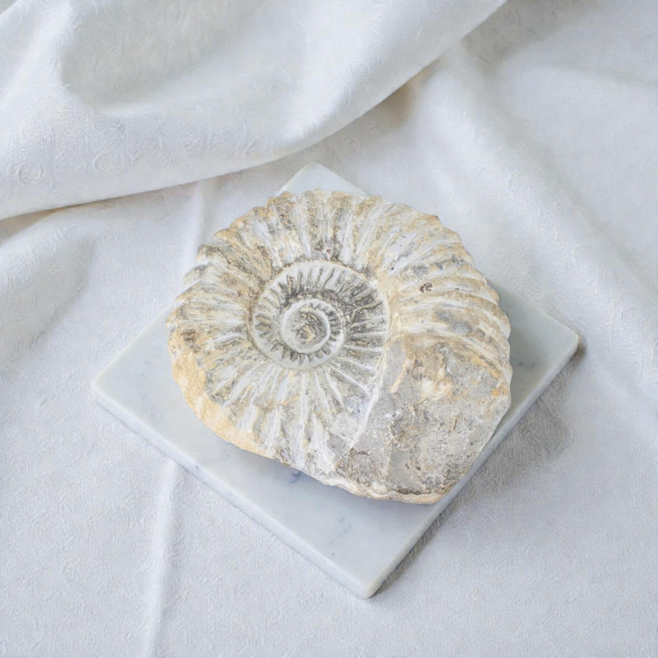 Ammonite Fossil | ASH&STONE Premium online crystals. Free shipping NZ.