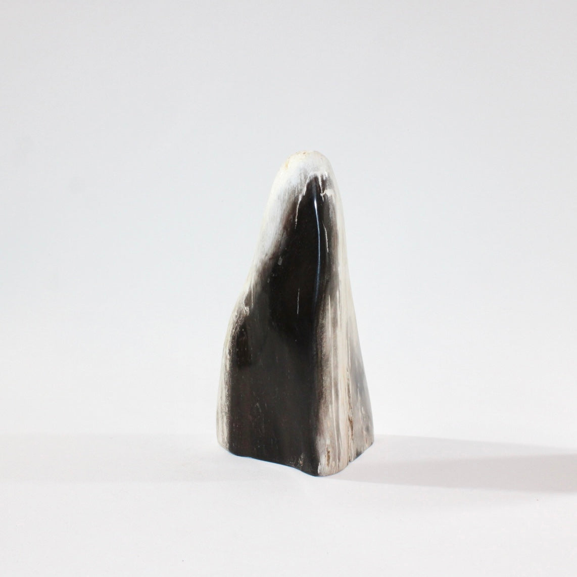 Petrified Wood Freeform | ASH & STONE. Premium online crystals. Free express shipping NZ.