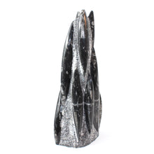 Load image into Gallery viewer, Large black Orthoceras fossilised sculpture | ASH&amp;STONE Crystals Shop Auckland NZ
