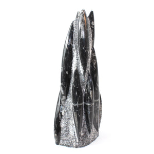 Large black Orthoceras fossilised sculpture | ASH&STONE Crystals Shop Auckland NZ