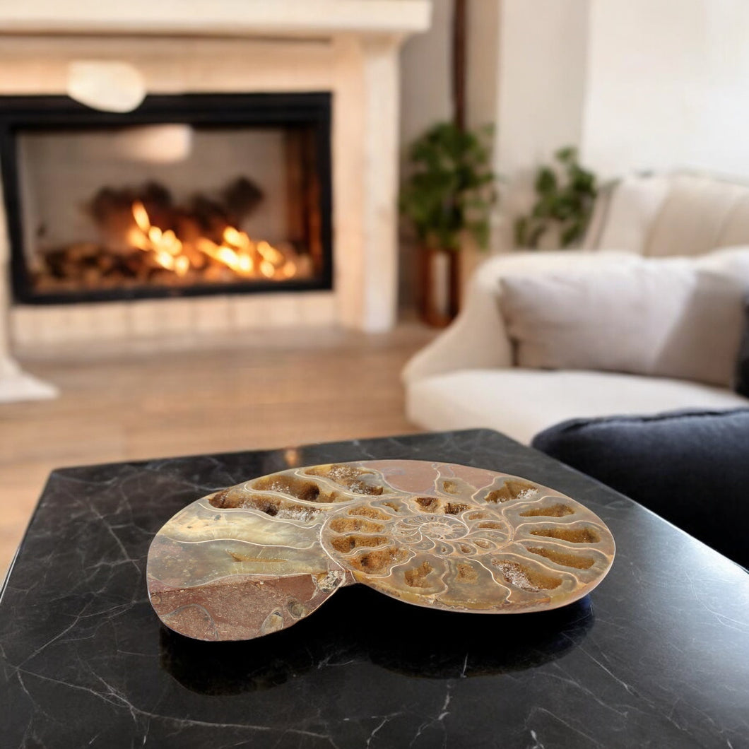 Large ammonite fossil polished half | ASH&STONE Crystals Shop Auckland NZ