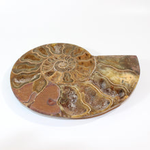 Load image into Gallery viewer, Large ammonite fossil polished half | ASH&amp;STONE Crystals Shop Auckland NZ
