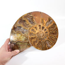 Load image into Gallery viewer, Large ammonite fossil polished half | ASH&amp;STONE Crystals Shop Auckland NZ
