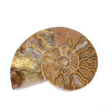 Load image into Gallery viewer, Large ammonite fossil polished half | ASH&amp;STONE Crystals Shop Auckland NZ
