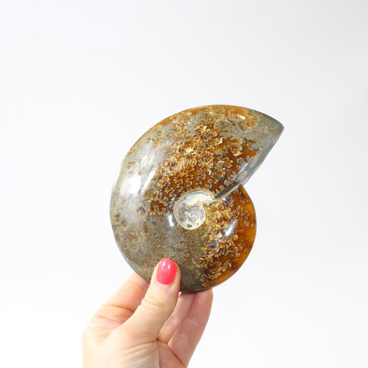 Polished Ammonite Fossil with Stand. Free express shipping NZ & Australia. Buy fossils online from ASH&STONE crystal shop Auckland NZ. AfterPay available.