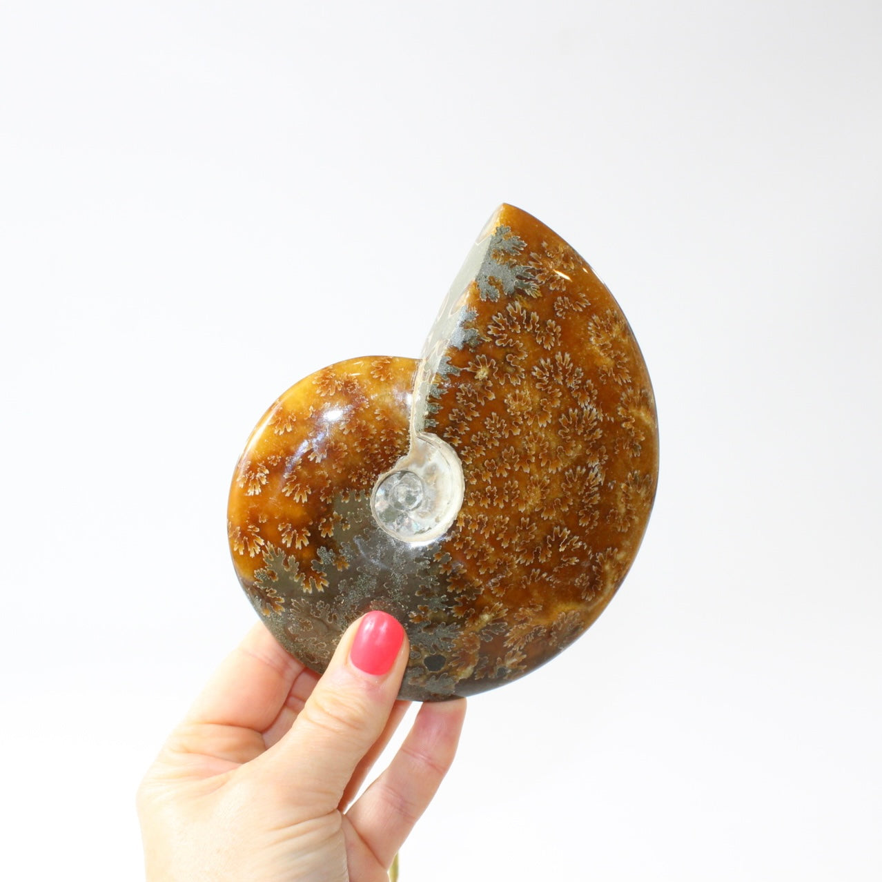 Polished Ammonite Fossil with Stand. Free express shipping NZ & Australia. Buy fossils online from ASH&STONE crystal shop Auckland NZ. AfterPay available.