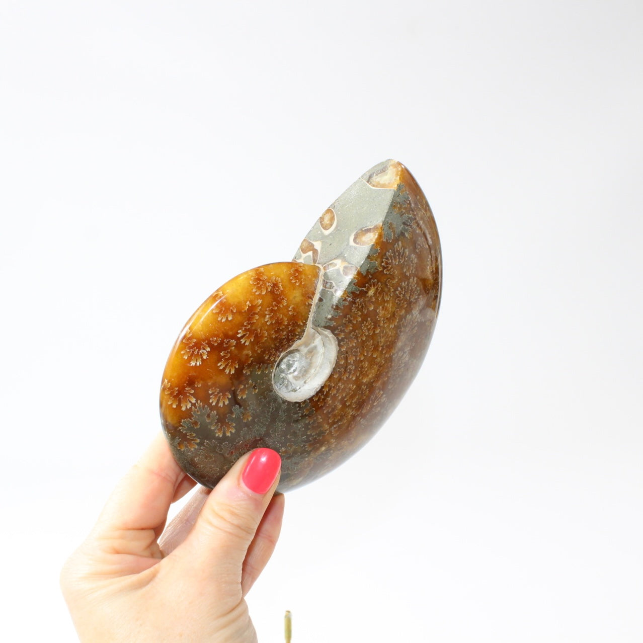 Polished Ammonite Fossil with Stand. Free express shipping NZ & Australia. Buy fossils online from ASH&STONE crystal shop Auckland NZ. AfterPay available.