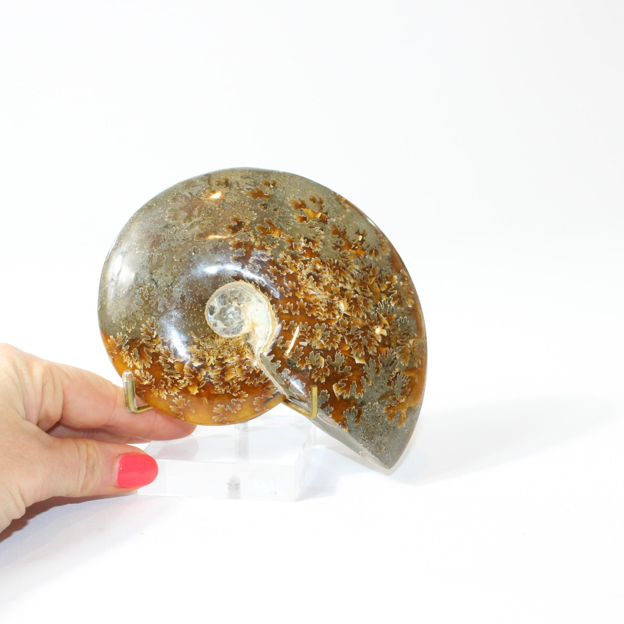 Polished Ammonite Fossil with Stand. Free express shipping NZ & Australia. Buy fossils online from ASH&STONE crystal shop Auckland NZ. AfterPay available.