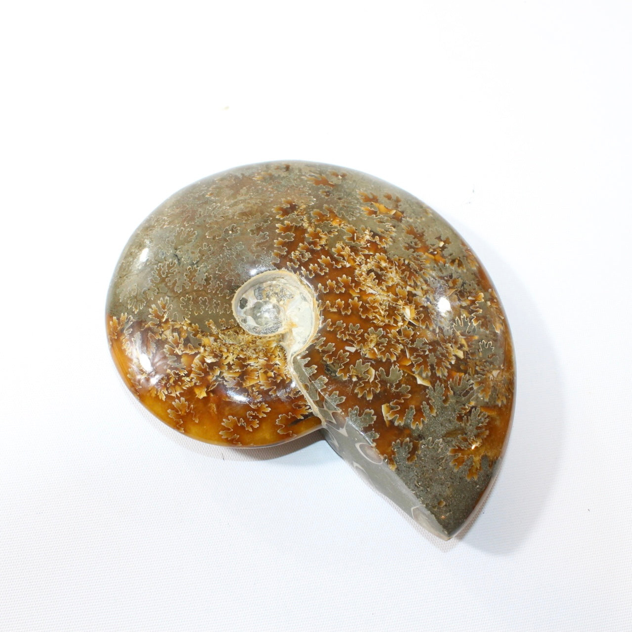 Polished Ammonite Fossil with Stand. Free express shipping NZ & Australia. Buy fossils online from ASH&STONE crystal shop Auckland NZ. AfterPay available.