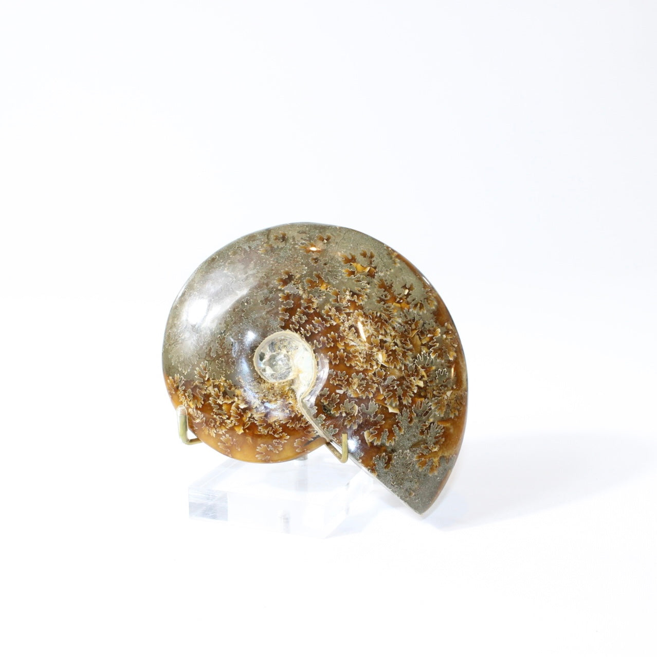 Polished Ammonite Fossil with Stand. Free express shipping NZ & Australia. Buy fossils online from ASH&STONE crystal shop Auckland NZ. AfterPay available.