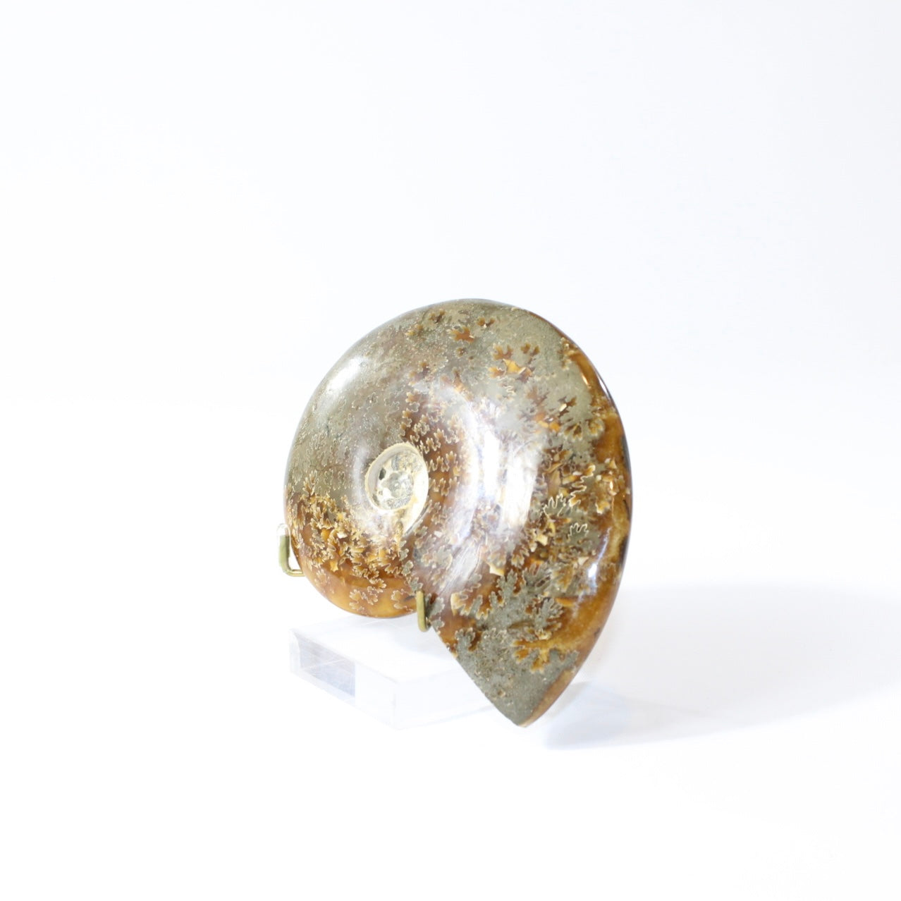 Polished Ammonite Fossil with Stand. Free express shipping NZ & Australia. Buy fossils online from ASH&STONE crystal shop Auckland NZ. AfterPay available.