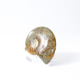Polished Ammonite Fossil with Stand. Free express shipping NZ & Australia. Buy fossils online from ASH&STONE crystal shop Auckland NZ. AfterPay available.