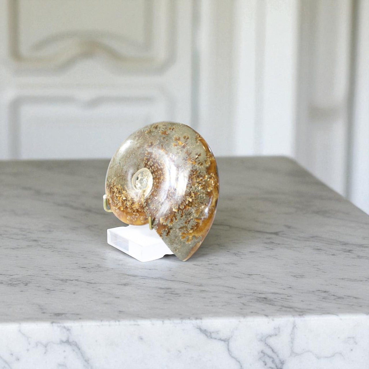 Polished Ammonite Fossil with Stand. Free express shipping NZ & Australia. Buy fossils online from ASH&STONE crystal shop Auckland NZ. AfterPay available.
