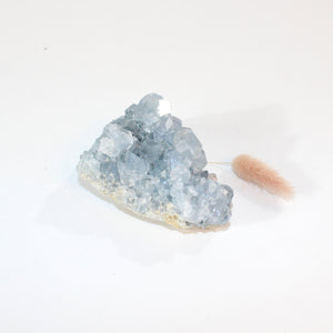 Celestite crystal cluster | ASH&STONE Crystals Shop Auckland NZ 