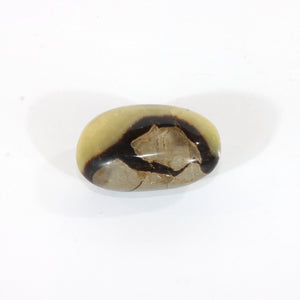 Septarian crystal palm stone | ASH&STONE Crystals Shop Auckland NZ