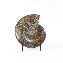 Load image into Gallery viewer, Large polished ammonite fossil with stand 2.55kg | ASH&amp;STONE Crystal Shop Auckland NZ
