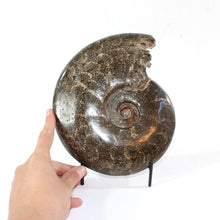 Load image into Gallery viewer, Large polished ammonite fossil with stand 2.55kg | ASH&amp;STONE Crystal Shop Auckland NZ
