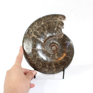 Large polished ammonite fossil with stand 2.55kg | ASH&STONE Crystal Shop Auckland NZ