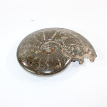 Load image into Gallery viewer, Large polished ammonite fossil with stand 2.55kg | ASH&amp;STONE Crystal Shop Auckland NZ
