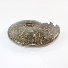 Load image into Gallery viewer, Large polished ammonite fossil with stand 2.55kg | ASH&amp;STONE Crystal Shop Auckland NZ
