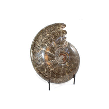 Load image into Gallery viewer, Large polished ammonite fossil with stand 2.55kg | ASH&amp;STONE Crystal Shop Auckland NZ
