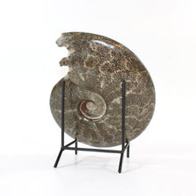 Load image into Gallery viewer, Large polished ammonite fossil with stand 2.55kg | ASH&amp;STONE Crystal Shop Auckland NZ
