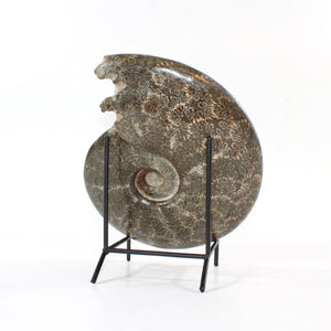 Large polished ammonite fossil with stand 2.55kg | ASH&STONE Crystal Shop Auckland NZ