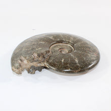 Load image into Gallery viewer, Large polished ammonite fossil with stand 2.55kg | ASH&amp;STONE Crystal Shop Auckland NZ
