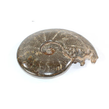 Load image into Gallery viewer, Large polished ammonite fossil with stand 2.55kg | ASH&amp;STONE Crystal Shop Auckland NZ
