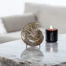 Load image into Gallery viewer, Large polished ammonite fossil with stand 2.55kg | ASH&amp;STONE Crystal Shop Auckland NZ
