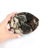 Large black septarian crystal egg 3.26kg | ASH&STONE Crystals Shop Auckland NZ