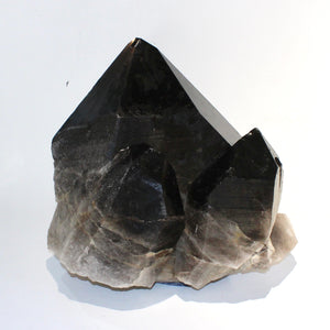 Extra large smoky quartz crystal clustered points 39.6kg | ASH&STONE Crystal Shop Auckland NZ