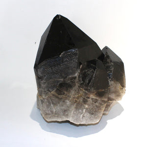 Extra large smoky quartz crystal clustered points 39.6kg | ASH&STONE Crystal Shop Auckland NZ