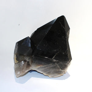 Extra large smoky quartz crystal clustered points 39.6kg | ASH&STONE Crystal Shop Auckland NZ