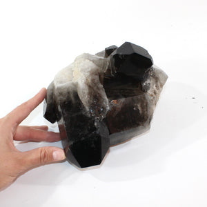 Large smoky quartz crystal clustered points 5.21kg | ASH&STONE Crystal Shop Auckland NZ