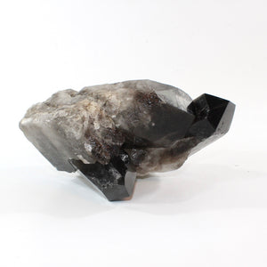 Large smoky quartz crystal clustered points 5.21kg | ASH&STONE Crystal Shop Auckland NZ