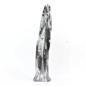 Large black Orthoceras fossilised sculpture 6.41kg | ASH&STONE Crystal Shop Auckland NZ