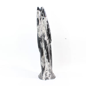 Large black Orthoceras fossilised sculpture 6.41kg | ASH&STONE Crystal Shop Auckland NZ