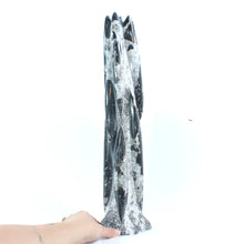 Load image into Gallery viewer, Large black Orthoceras fossilised sculpture 6.41kg | ASH&amp;STONE Crystal Shop Auckland NZ
