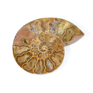 Large ammonite fossil polished half hand polished 2.14kg | ASH&STONE Crystals Shop Auckland NZ