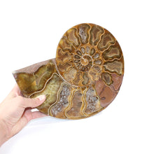 Load image into Gallery viewer, Large ammonite fossil polished half hand polished 2.14kg | ASH&amp;STONE Crystals Shop Auckland NZ
