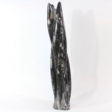 Load image into Gallery viewer, Large black orthoceras fossilised sculpture 5.8kg | ASH&amp;STONE Crystal Shop Auckland NZ
