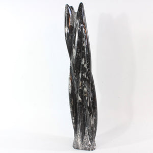 Large black orthoceras fossilised sculpture 5.8kg | ASH&STONE Crystal Shop Auckland NZ