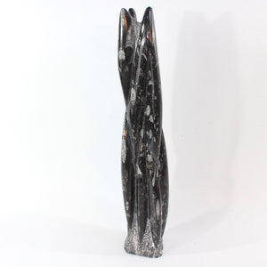 Large black orthoceras fossilised sculpture 5.8kg | ASH&STONE Crystal Shop Auckland NZ