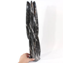 Load image into Gallery viewer, Large black orthoceras fossilised sculpture 5.8kg | ASH&amp;STONE Crystal Shop Auckland NZ
