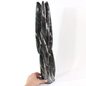 Large black orthoceras fossilised sculpture 5.8kg | ASH&STONE Crystal Shop Auckland NZ