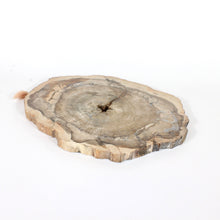Load image into Gallery viewer, Large petrified wood 2.8kg | ASH&amp;STONE Crystals Shop Auckland NZ
