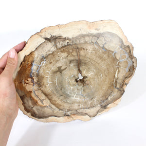 Large petrified wood 2.8kg | ASH&STONE Crystals Shop Auckland NZ