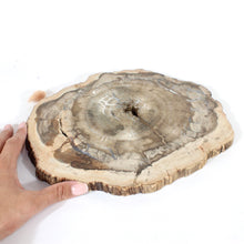 Load image into Gallery viewer, Large petrified wood 2.8kg | ASH&amp;STONE Crystals Shop Auckland NZ

