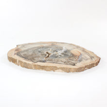 Load image into Gallery viewer, Large petrified wood 2.37kg | ASH&amp;STONE Crystal Shop Auckland NZ
